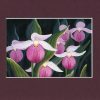 Pink Lady Slippers Print – Botanical Art Print – Nature Painting – Orchid Art Work – Floral Art Print – Floral Home Decor – Archival Print
