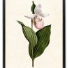 Pink Lady’s Slipper Orchid Printable, Vintage Illustration, Botanical Wall Art INSTANT DOWNLOAD